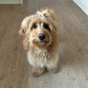 Meet your Posher, Frankie